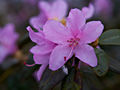 Rhododendron Praecox IMG_5256 Różanecznik